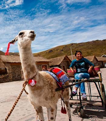 Interaction with camelids in Awanacancha